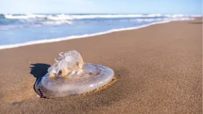 Descubre qué hacer ante la picadura de una medusa – Adeslas Salud y Bienestar 