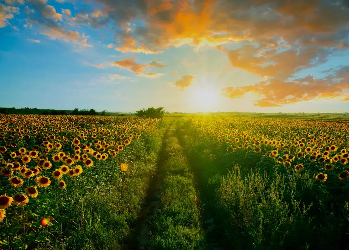 Amaneciendo en campo de girasoles