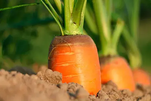 El que fan els aliments rics en vitamina A per la teva salut